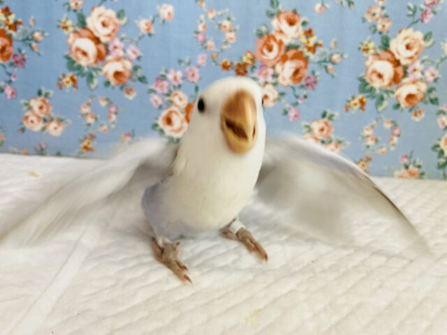 コザクラインコ（小桜インコ）