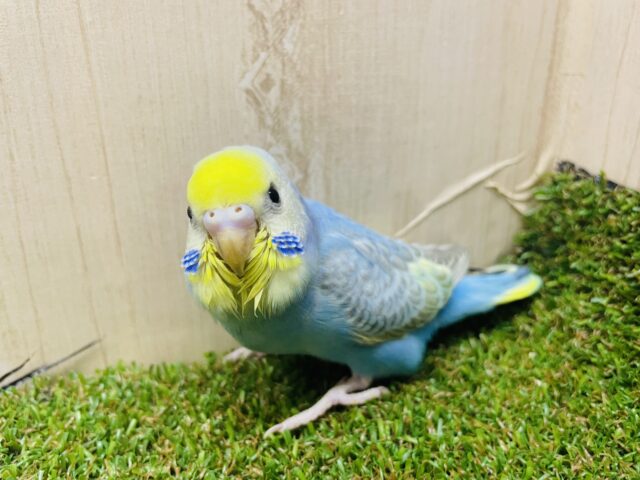 セキセイインコ