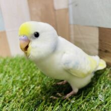 最新画像あります☆模様が少なめでとっても人気なコ！セキセイインコのパステルレインボーパイド！