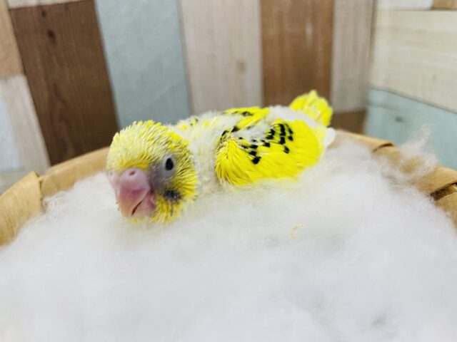 セキセイインコ