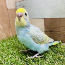 最新画像あります☆つい見惚れてしまいそうなヒナさん！セキセイインコのパステルレインボースパングル！