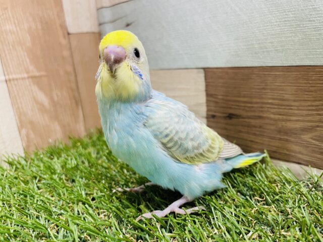 最新画像あります☆つい見惚れてしまいそうなヒナさん！セキセイインコのパステルレインボースパングル！