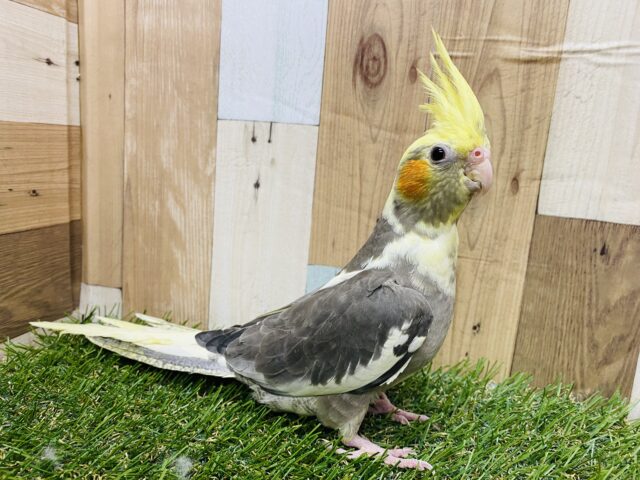 オカメインコ