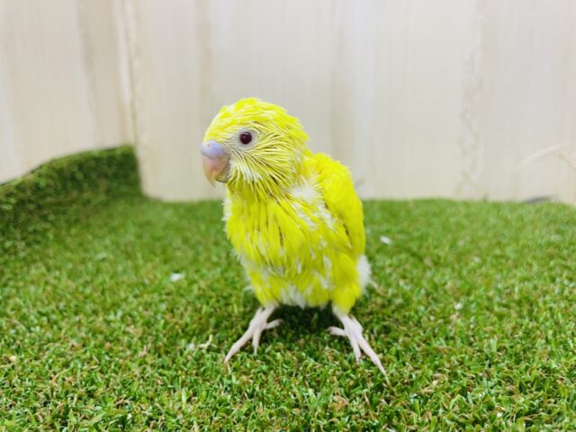 セキセイインコ