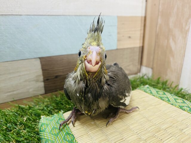 オカメインコ