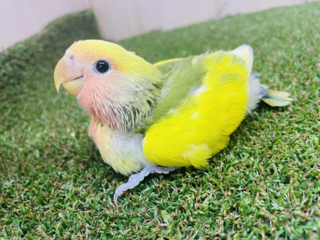 コザクラインコ（小桜インコ）