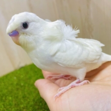 1人餌✨「王道マッシュで虜にするんだ❣️」美形✨羽衣ちゃん！　羽衣セキセイインコ　ダブルファクター
