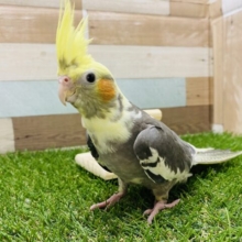 ヒナ餌卒業！！これからの触れ合いでよく馴れてくれそうです♪オカメインコパイド