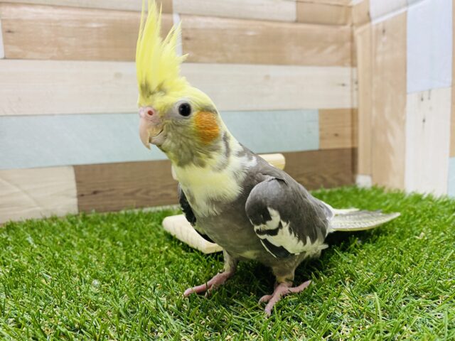 ヒナ餌卒業！！これからの触れ合いでよく馴れてくれそうです♪オカメインコパイド