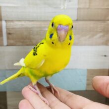 最新画像有り☆黄色が多めの明るめカラー！セキセイインコのパイド！