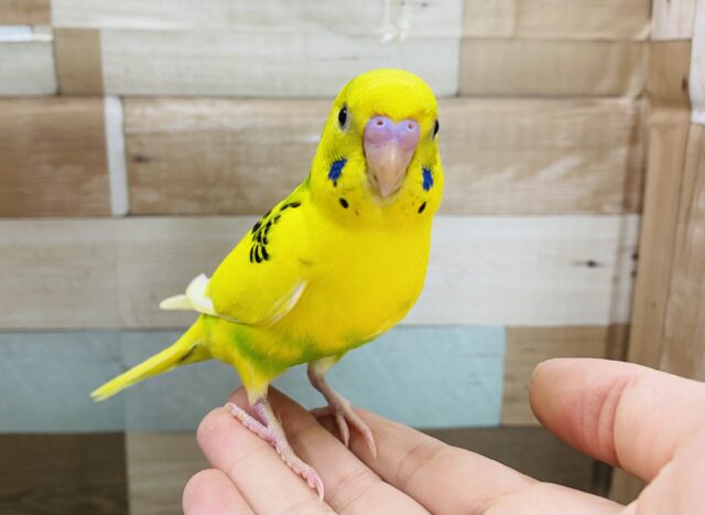 最新画像有り☆黄色が多めの明るめカラー！セキセイインコのパイド！