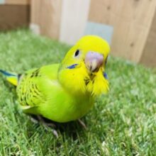 最新画像あります☆ポーズを決めてくれる可愛いヒナさん！セキセイインコのオパーリン！