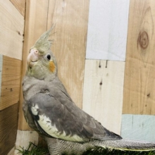 グレーのカッコいいノーマルカラー☆立派な大きさのオカメインコ！