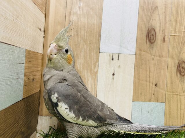 グレーのカッコいいノーマルカラー☆立派な大きさのオカメインコ！