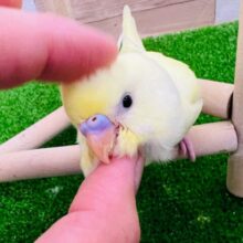 画像更新☆クリーム色の素敵なセキセイインコ入荷です