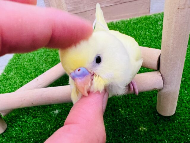 画像更新☆クリーム色の素敵なセキセイインコ入荷です