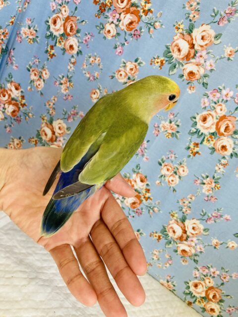 コザクラインコ（小桜インコ）