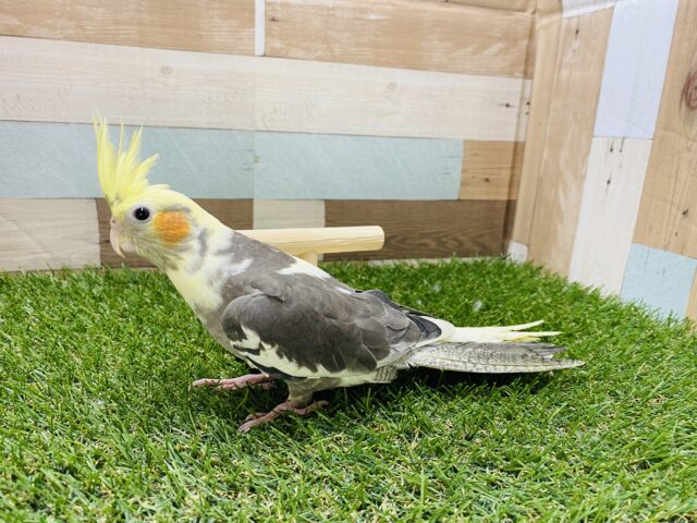 オカメインコ