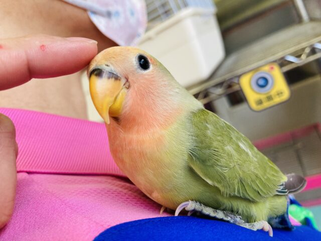 最新画像🌟和風な色合いがとっても素敵❤︎手乗りコザクラインコ(タイガーチェリー)