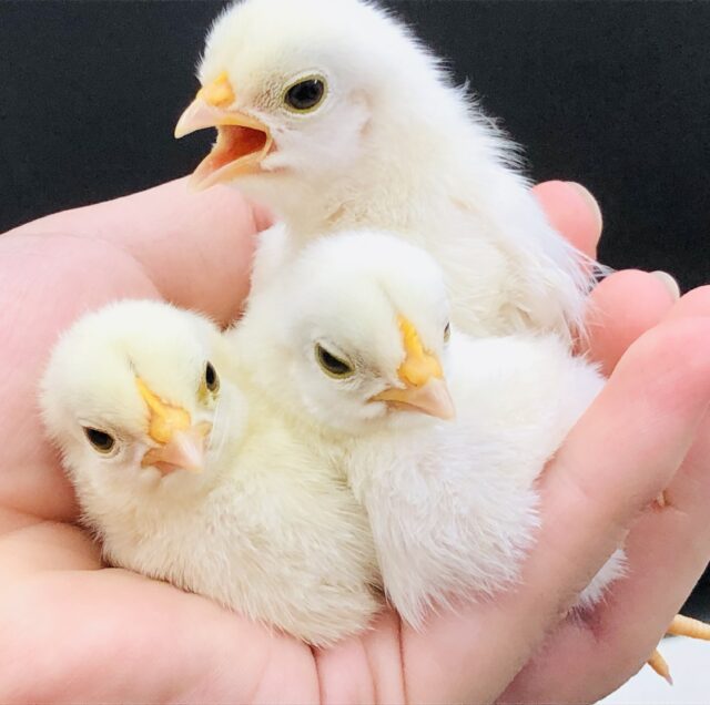 桂チャボ（カツラチャボ）