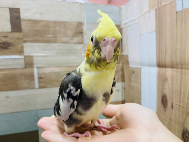 オカメインコ