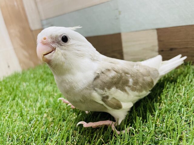 オカメインコ