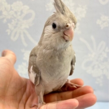 シナモン🤍オカメインコ(ホワイトフェイスシナモン) 2023年6月生まれ