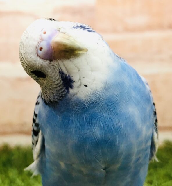 本日は晴天なり！　セキセイインコ　Ｒ５　５／３１撮影