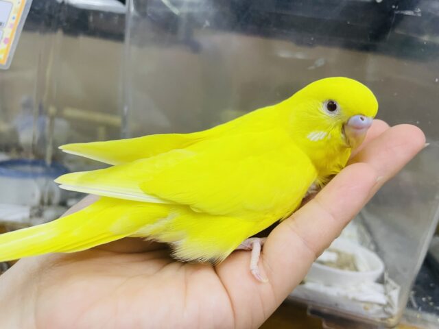 セキセイインコ