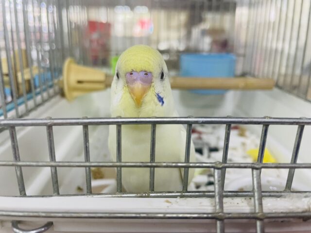 セキセイインコ