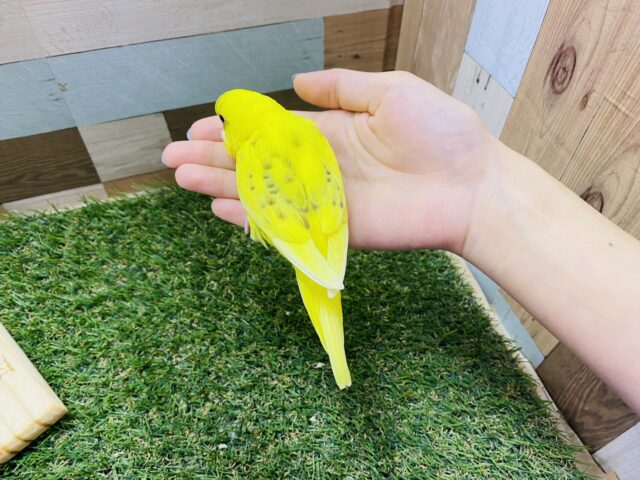 セキセイインコ