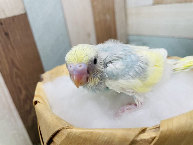 セキセイインコ