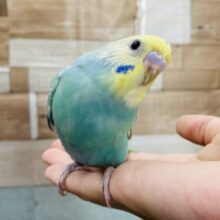 最新画像あります☆明るいグリーンの人気なコ！！セキセイインコのパステルカラーレインボー！