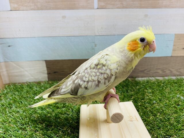 オカメインコ