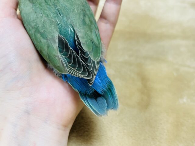 コザクラインコ（小桜インコ）