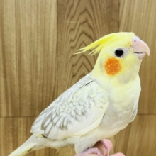 美顔♡むちむち体型のオカメインコ(シナモンパール)