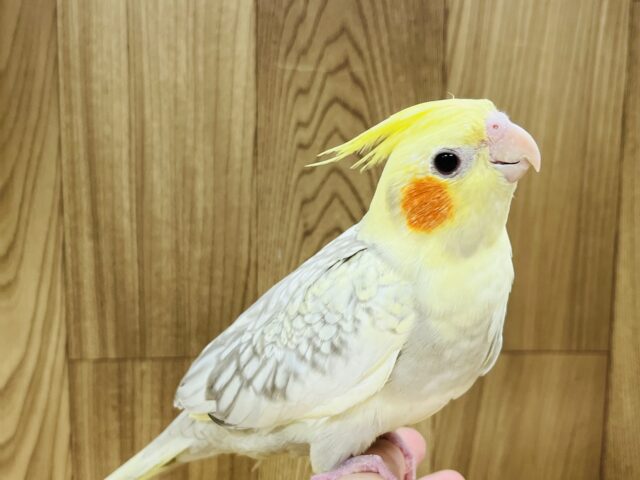 美顔♡むちむち体型のオカメインコ(シナモンパール)