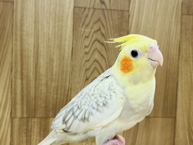 オカメインコ