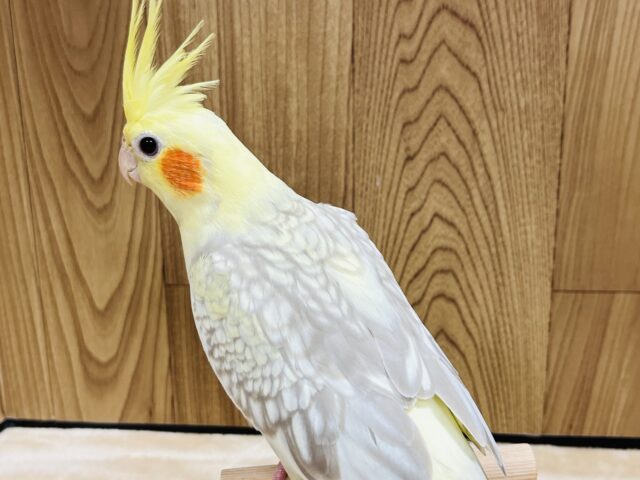 オカメインコ