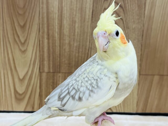 オカメインコ