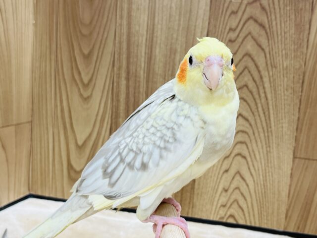 オカメインコ