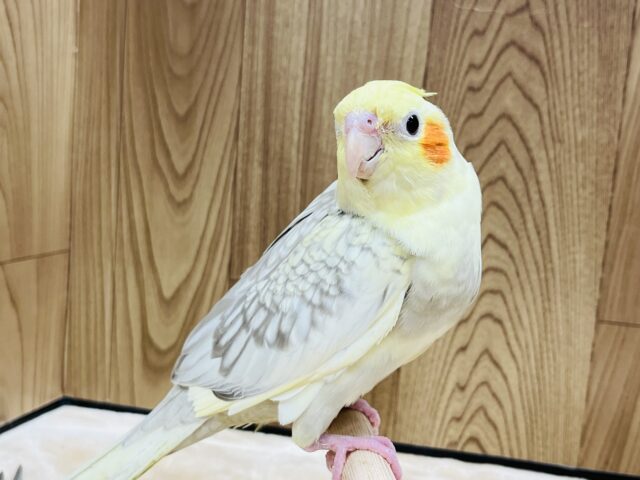 オカメインコ