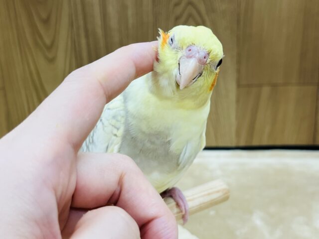 オカメインコ