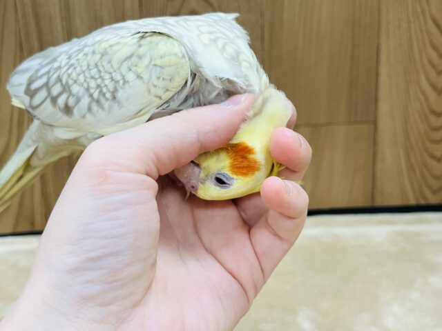 オカメインコ