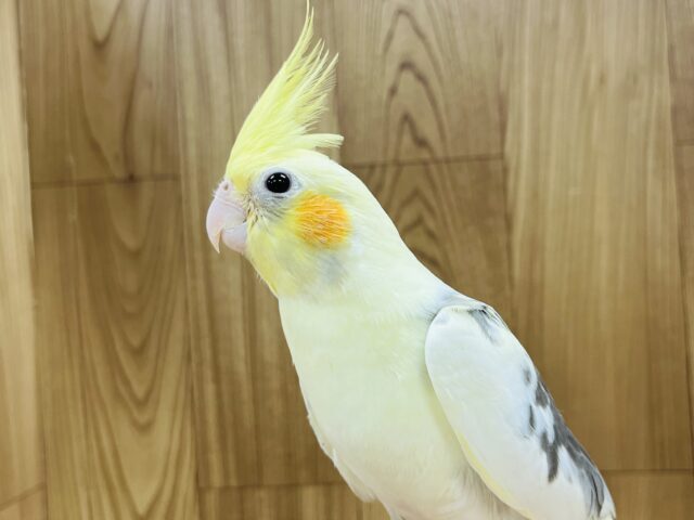 特技は上目遣い‪☆オカメインコ(パイド)