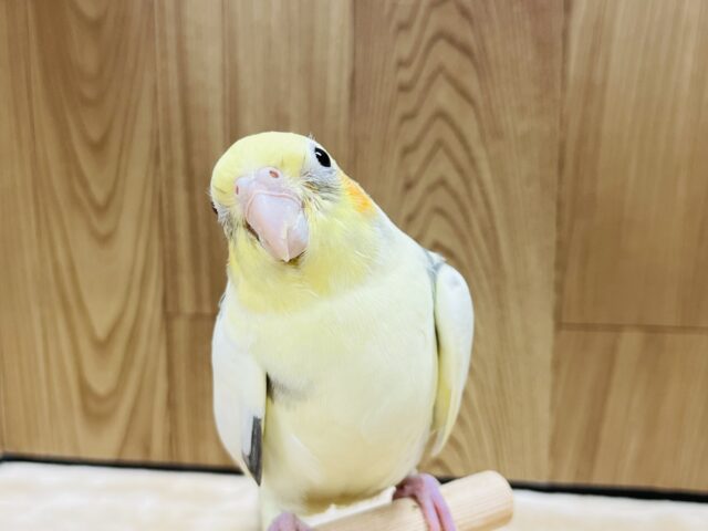 オカメインコ