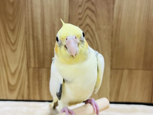 オカメインコ