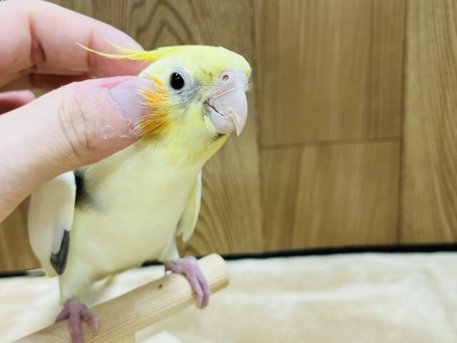 オカメインコ