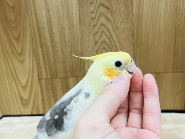 オカメインコ