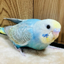 【最新画像更新🪄】食べて寝て大きくなってね！！セキセイインコ(レインボー) ヒナ